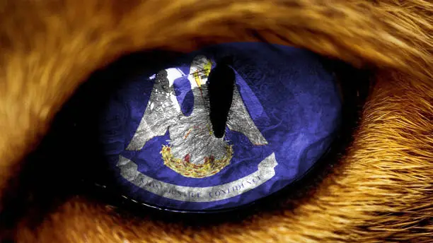 Photo of Louisiana state USA capitol flag on Tiger lion  eye with masking