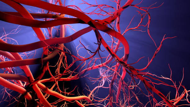 istock New blood vessel formation 1211203127