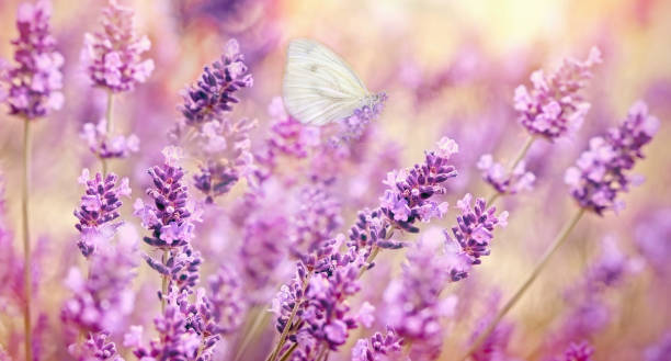 istock Selective focus on white butterfly on lavender, beautiful nature in summer 1211204277