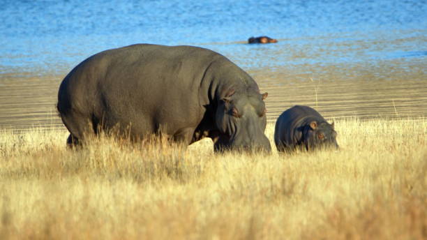 istock Hippo mother and baby 1211205232