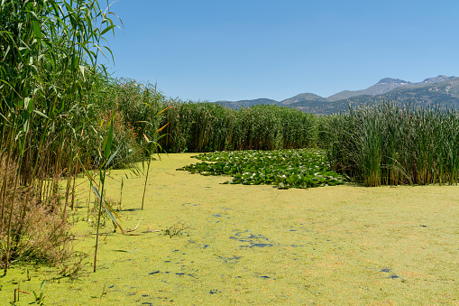 Flora of Lake Eber, Turkey: European White Waterlily, reed, duckweed