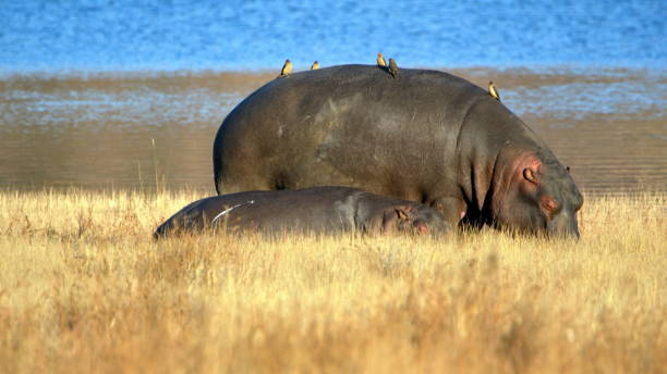 istock Hippo mother and baby 1211205441