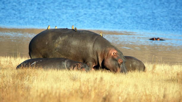 istock Pod of hippos 1211205513