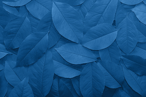 Background from autumn fallen leaves close-up in color classic blue 2020.