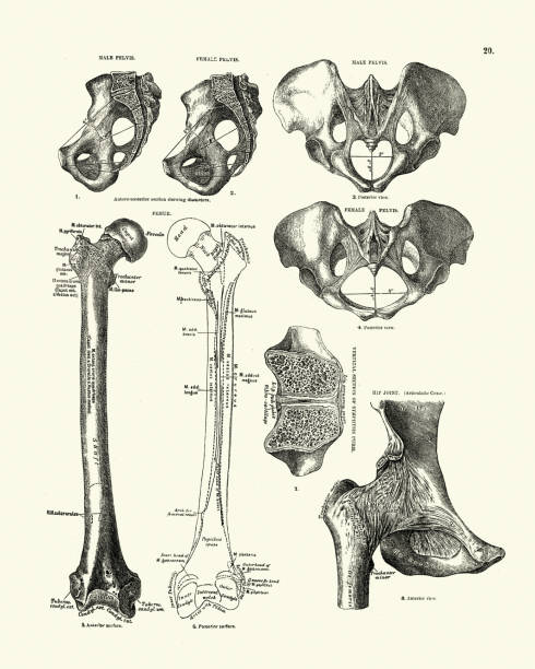 Human bones, pelvis, hip joint, femur, Victorian anatomical drawing Vintage engraving of human pelvis, hip joint, femur, Victorian anatomical drawing, 19th Century. Descriptive Atlas of Anatomy, 1880 femur bone anatomy drawing stock illustrations