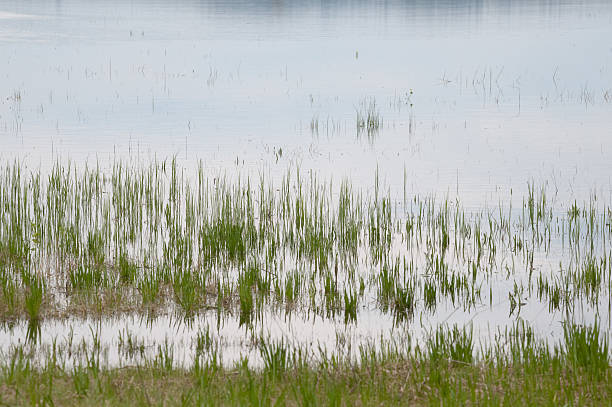 Gras im Wasser – Foto