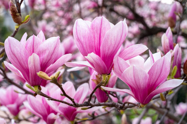 magnolia flowers - magnolia imagens e fotografias de stock