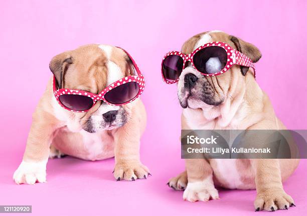 Two English Bulldog Puppies Wearing Glasses Stock Photo - Download Image Now - Animal, British Culture, Bulldog
