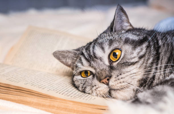 istock Education concept. Tired and bored cat lies on a book. 1211210964