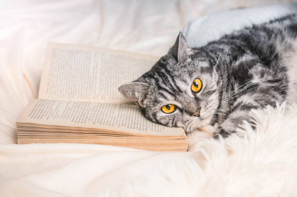 istock Beautiful british cat lying on the book. Text in the book is not recognizable. 1211210972