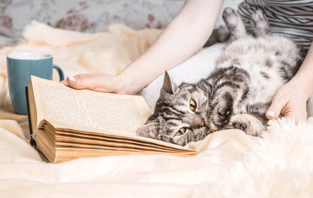 przytulna domowa atmosfera z brytyjskim kotem leżącym na książce. weekend w domu z książką i herbatą. tekst w książce nie jest rozpoznawalny. - recognizable zdjęcia i obrazy z banku zdjęć