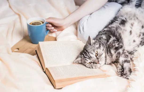 Photo of Hygge atmosphere. British cat lying on the book. Weekend at home concept with book and tea. Text in the book is not recognizable.