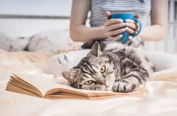 Photo of Cozy home atmosphere with british cat lying on the book. Weekend at home concept with book and tea. Text in the book is not recognizable.