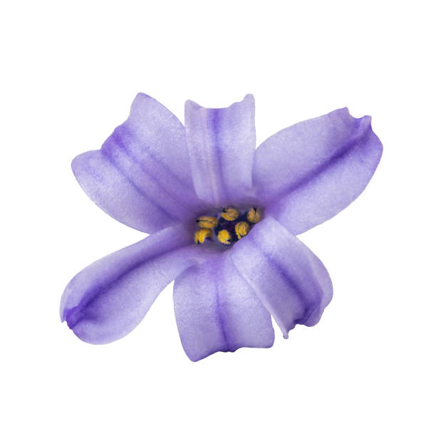 istock Lilac Hyacinthus flower isolated on white background 1211211271