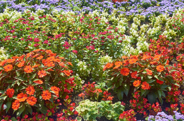 istock Colorful park flowers 1211211408