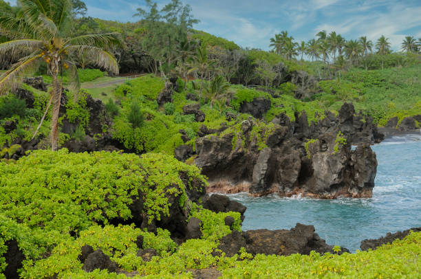 istock Lush green in the tropics 1211212393