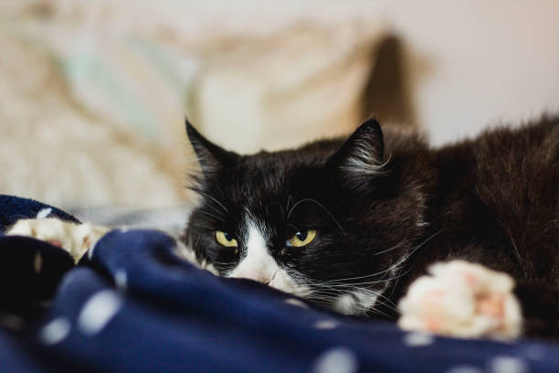 istock Furry And Lazy Black And White Cat Laying On A Bed, With Cozy Blanket 1211214064