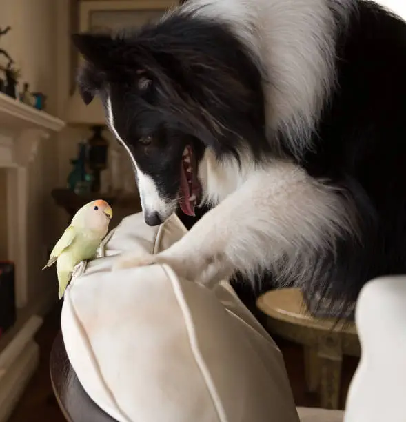 Photo of A lovebird and a Shetland Shepherd playing together