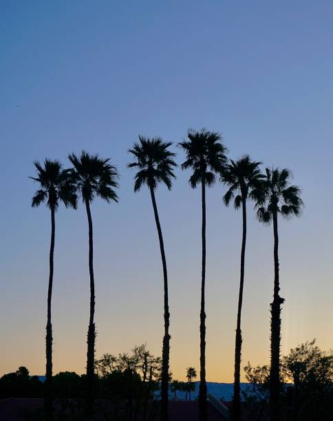 istock Palm trees in silhouette, Palm Springs California 1211215938