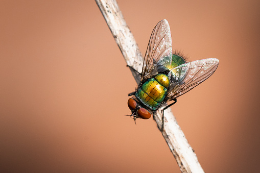 Closeup shot of a house fly standing on a small branch isolated against a peach background
