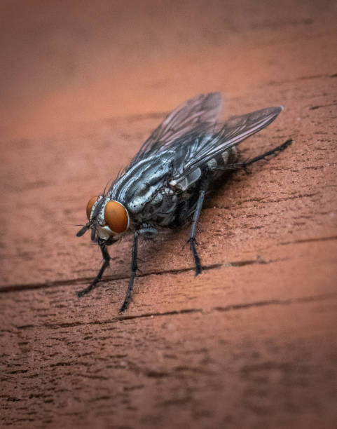 Flesh fly on textured wood Closeup of a Flesh Fly with its compound eyes flesh fly photos stock pictures, royalty-free photos & images