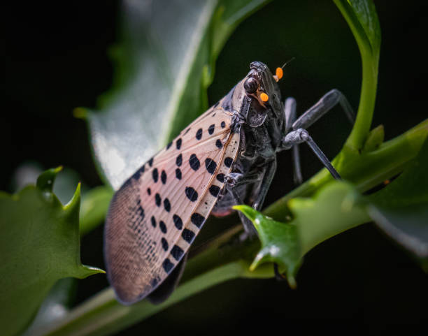 Spotted Lanternfly stands in a holly bush stock photo