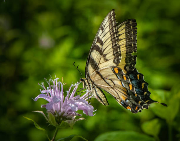 istock Yellow swallowtail butterfly in a green meadow 1211216240