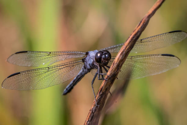 istock Dragonfly hangs on to a brown twig 1211216246
