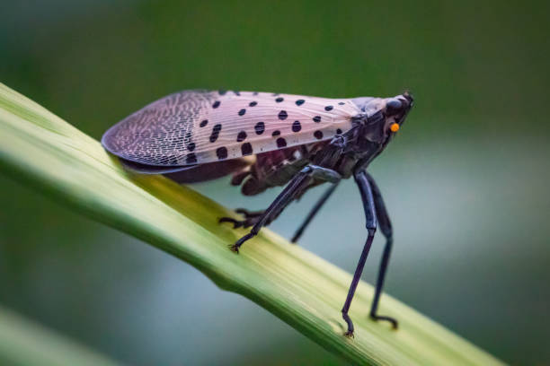 Closeup of a spotted lanternfly against a blurred background
