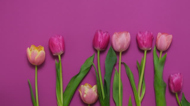 Greeting card with colorful spring tulips flower. Holiday bouquet. Concept of Mother's Day, Birthday or Valentine's Day