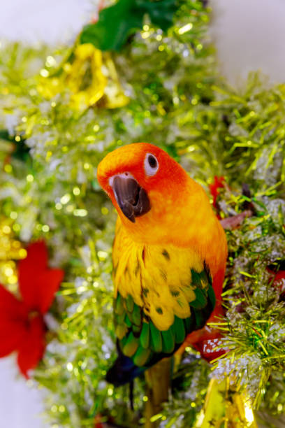 istock Parrot sun conure sitting and looking at camera. 1211217704