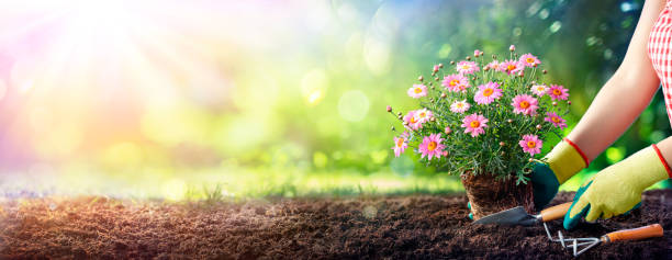 gardening - gardener planting a daisy in the soil - garden soil imagens e fotografias de stock