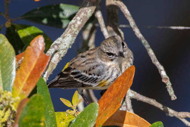 istock Male Yellow Rumped Warbler 1211217884