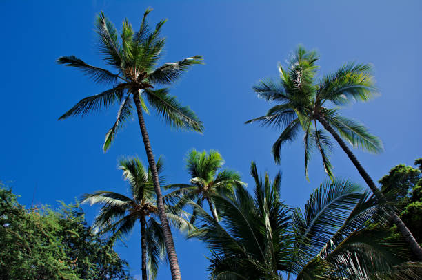 istock Tall Palm Trees Under Bright Sunshine 1211217924
