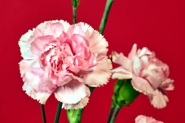 istock pink carnation flower blooming on red background 1211218664