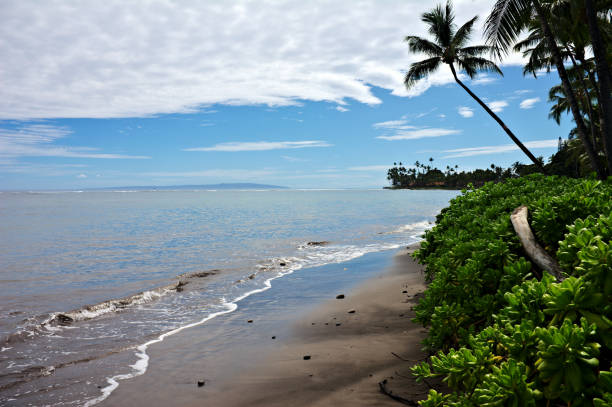 istock Lush Foliage on a Secluded Beach 1211218727