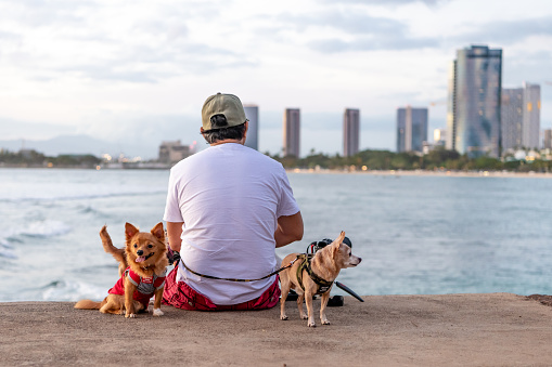 Honolulu, HI / USA - January 29, 2020: Adorable dogs enjoy hanging out with their owner at the beach, at Ala Moana Beach Park in the city.