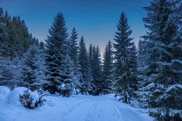 istock Stunning snowy forest in Tatra mountain as background 1211221160