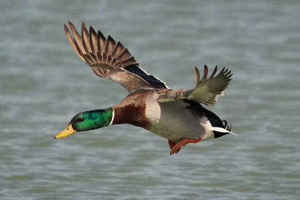 istock Mallards down at the lake in winter 1211222057