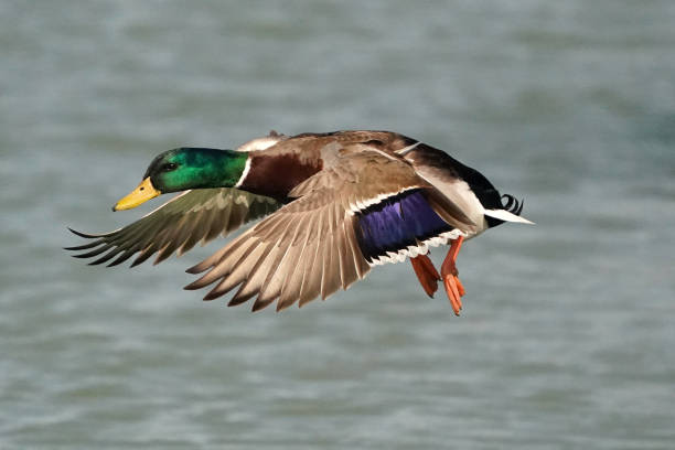 istock Mallards down at the lake in winter 1211222062