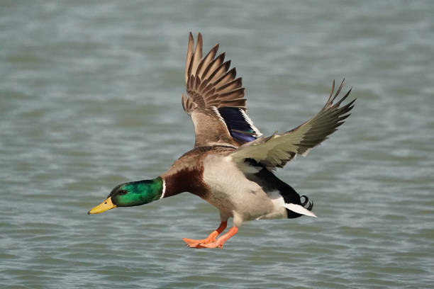 istock Mallards down at the lake in winter 1211222080