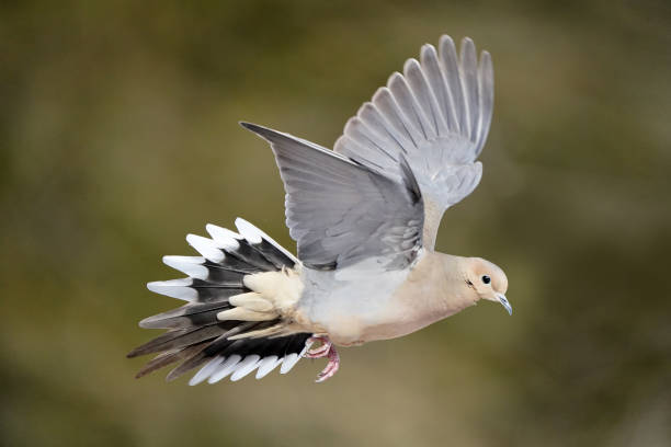 mouring dove flying - passerine imagens e fotografias de stock