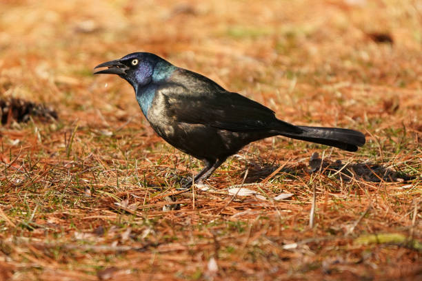 istock Grackle in nature reserve 1211222135