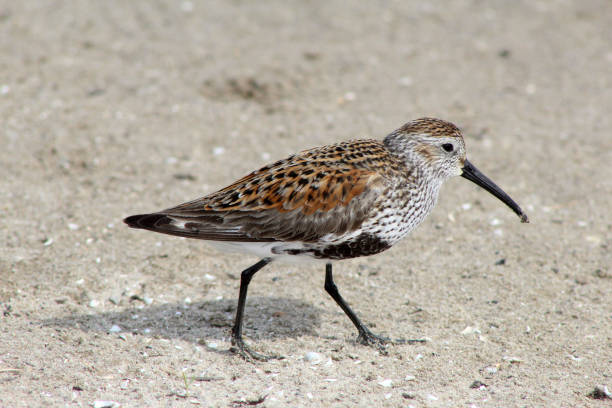 istock Dunlin, species of sandpiper 1211222136