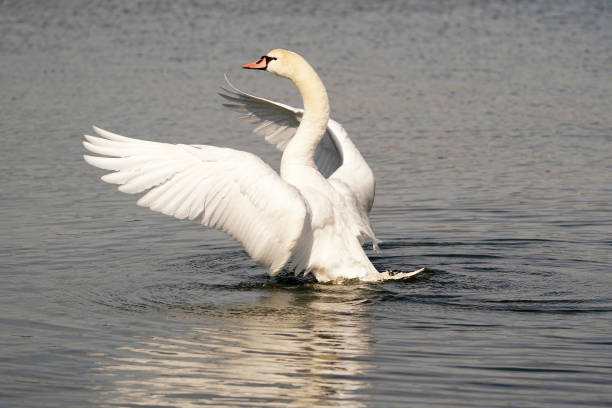 istock Mute Swan swimming on lake 1211222142
