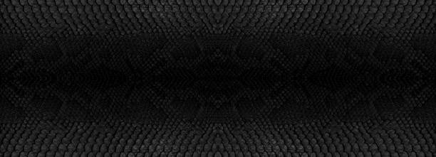 Snake skin texture closeup background. Panoramic web banner with copy space background