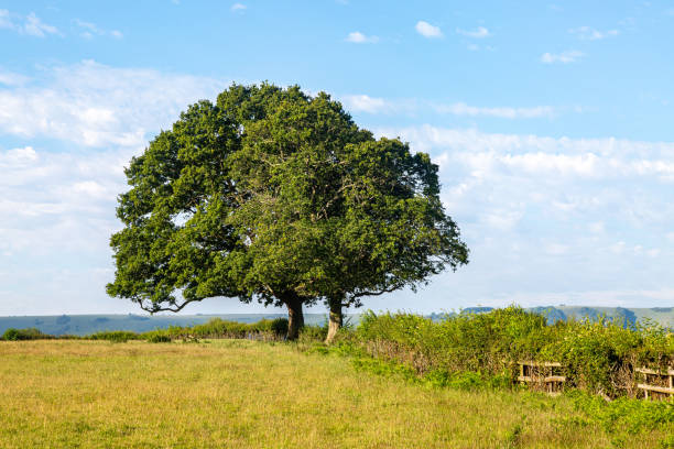 istock Sussex Summer Landscape 1211224618