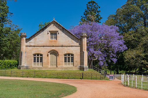 Sydney, Australia - November 12, 2016: Sandstone building in Vacluse House living museum complex with blooming purple jacaranda tree