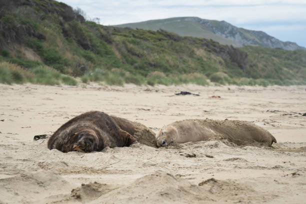 istock sea lions on a beach 1211232857