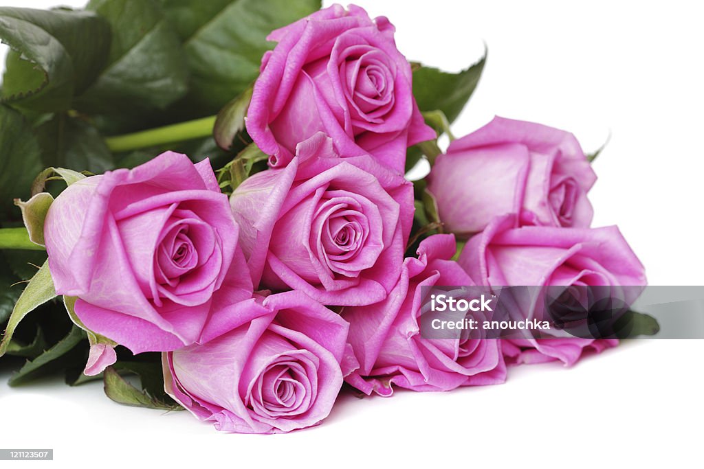 Розовые розы на белом - Стоковые фото Белый фон роялти-фри